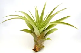 tillandsia-capitata-xl-15-cm
