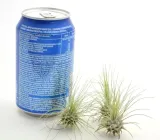 tillandsia-argentea-r-5-6-cm-rodzaj-rosliny-inny