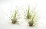 tillandsia-argentea-r-5-6-cm-kod-produktu-1014