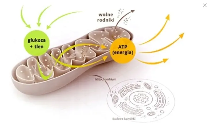 dr-enzmann-witamina-k2-mk-7-mse-90-kapsulek-postac-kapsulki-podstawowy-skladnik-witamina-d3