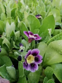 pierwiosnek-mix-sadzonka-skalniak-donice-ciety