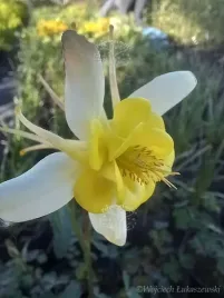 orlik-blekitny-scott-elliott-o-urokliwych-kwiatach