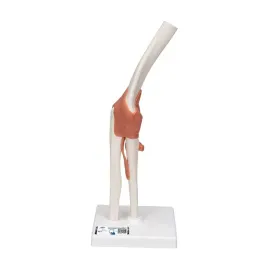 3b-scientific-anatomia-ludzka-model-funkcji-stawu-lokciowego