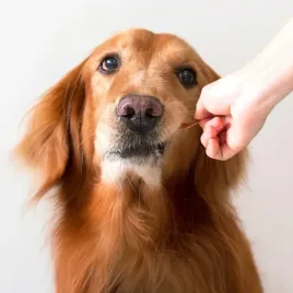 dr-malou-przysmak-miesne-kostki-liofilizowanej-piersi-z-kaczki-pies-50g