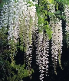 glicynia-wisteria-chinska-alba-snieznobiala-rosnie-3-metry-w-rok-2l