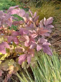 xanthorhiza-simplicissima-unikat-dla-kolekcjonerow