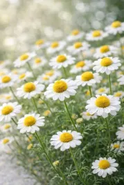 olejek-eteryczny-rumianek-rzymski-indie-10percent