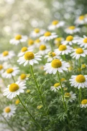 olejek-eteryczny-rumianek-niemiecki-organ-10percent