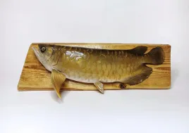 arowana-trofeum-wedkarskie-ryba-ozdoba-handmade-3d
