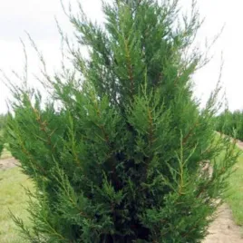 cupressocyparis-leylandii-tweeduizendeen-cyprysowiec-szeroko-stozkowe-lu