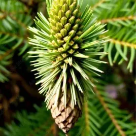 sciadopitys-verticillata-sosnica-japonska-stozkowaty-igly-male-i-duze-zielo