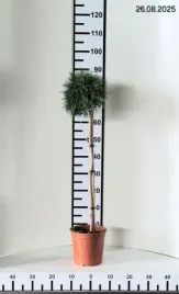 pinus-mugo-varella-sosna-gorska-karlowa-kulista-igly-zielone-c75