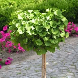 ginkgo-biloba-troll-milorzab-dwuklapowy-kulisty-zwarty-c45