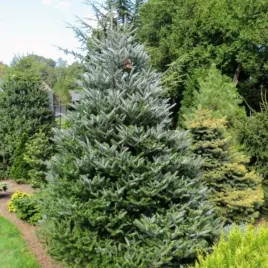 abies-koreana-silberlocke-jodla-koreanska-szeroko-stozkowy-igly-skrecone