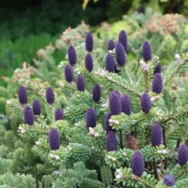 abies-koreana-blue-emperor-jodla-koreanska-igly-zielone-szyszki-niebiesko