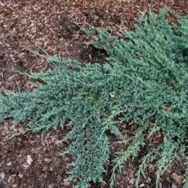 juniperus-horizontalis-icee-blue-monber-jalowiec-plozacy-luski-niebieskie