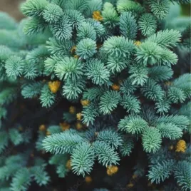 picea-pungens-glauca-globosa-swierk-klujacy-plaska-kula-potem-szeroko-sto
