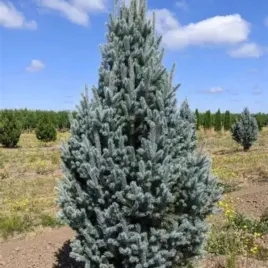 picea-pungens-iseli-fastigiate-swierk-klujacy-wasko-stozkowy-igly-srebrno