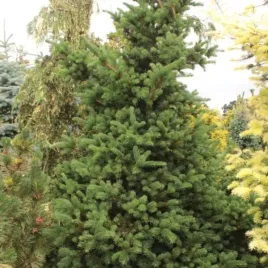 picea-pungens-lucky-strike-swierk-klujacy-nieregularne-igly-zilone-szyszk