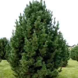 pinus-cembra-sosna-limba-stozkowy-igly-zielono-niebieskie-c2