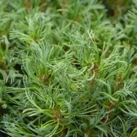 pinus-strobus-tiny-kurls-sosna-wejmutka-karlowa-kulista-igly-srebrno-ziel