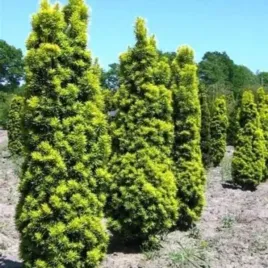 taxus-baccata-david-cis-pospolity-waska-kolumna-igly-zolte-c5