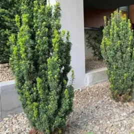 taxus-media-hicksii-cis-posredni-szeroko-kolumnowa-igly-zielone-owoc-cze