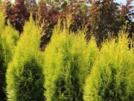 thuja-occidentalis-golden-smaragd-janed-gold-tuja-zywotnik-zachodni-stozk