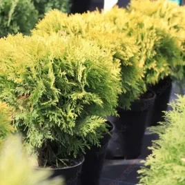 thuja-occidentalis-mirjam-pbr-tuja-zywotnik-zachodni-kula-luski-zolte-c5