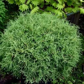 thuja-occidentalis-mr-bowling-ball-tuja-zywotnik-zachodni-kula-luski-ziel