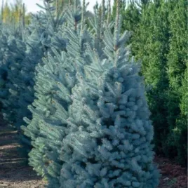 picea-pungens-f-glauca-kaibab-swierk-klujacy-forma-niebieska-stozkowy-c2
