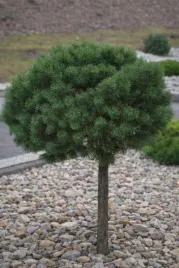 pinus-mugo-benjamin-sosna-gorska-na-pniu-karlowy-kulisty-igly-zielone-c4