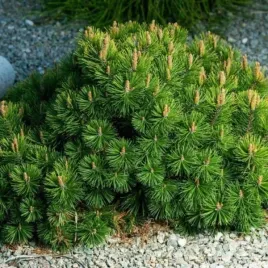 pinus-mugo-var-pumilio-sosna-gorska-odmiana-pumilio-zwarty-igly-zielone-c5