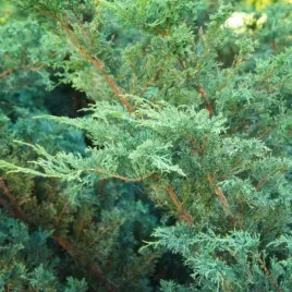 juniperus-chinensis-blue-alps-jalowiec-chinski-krzaczasty-igly-srebrno-ni