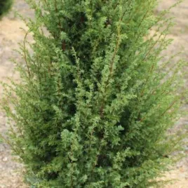 juniperus-chinensis-obelisk-jalowiec-chinski-zimozielone-zywoploty-c2