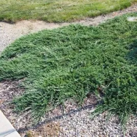 juniperus-communis-greenmantle-jalowiec-pospolity-plozaca-igly-zielone-ni