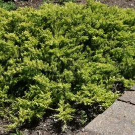 juniperus-conferta-allgold-jalowiec-nadbrzezny-okrywowy-igly-zolto-zielon