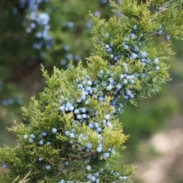 juniperus-conferta-blue-pacific-jalowiec-nadbrzezny-plozacy-igly-niebiesk