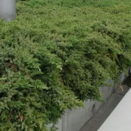 juniperus-conferta-emerald-sea-jalowiec-nadbrzezny-plozacy-igly-jasno-zie