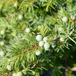 juniperus-conferta-schlager-jalowiec-nadbrzezny-okrywowy-igly-zielone-c2