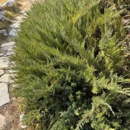 juniperus-horizontalis-andorra-compact-jalowiec-plozacy-ksztalt-promienis