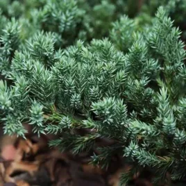 juniperus-horizontalis-glacier-jalowiec-plozacy-luski-niebieskie-c2