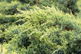 juniperus-horizontalis-golden-carpet-jalowiec-plozacy-luski-zlocisto-zolt