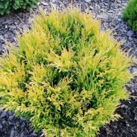 juniperus-horizontalis-limeglow-jalowiec-plozacy-promienisty-luski-zlocis