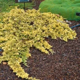 juniperus-horizontalis-mother-lode-jalowiec-plozacy-luski-zlocisto-zielon