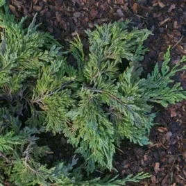 juniperus-horizontalis-pancake-jalowiec-plozacy-luski-szaro-niebieskie-c2