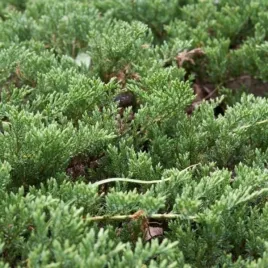 juniperus-horizontalis-prince-of-wales-jalowiec-plozacy-luski-zielone-c2