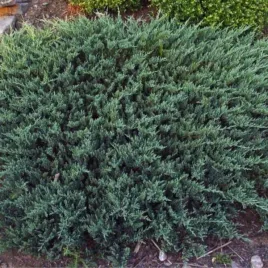 juniperus-horizontalis-turquoise-spreader-jalowiec-plozacy-luski-niebiesk