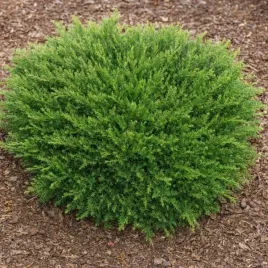 juniperus-horizontalis-prostrata-jalowiec-plozacy-luski-zielone-c2