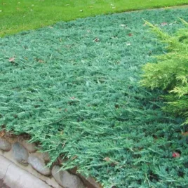 juniperus-horizontalis-wiltonii-juniperus-plozacy-okrywowy-luski-niebiesk